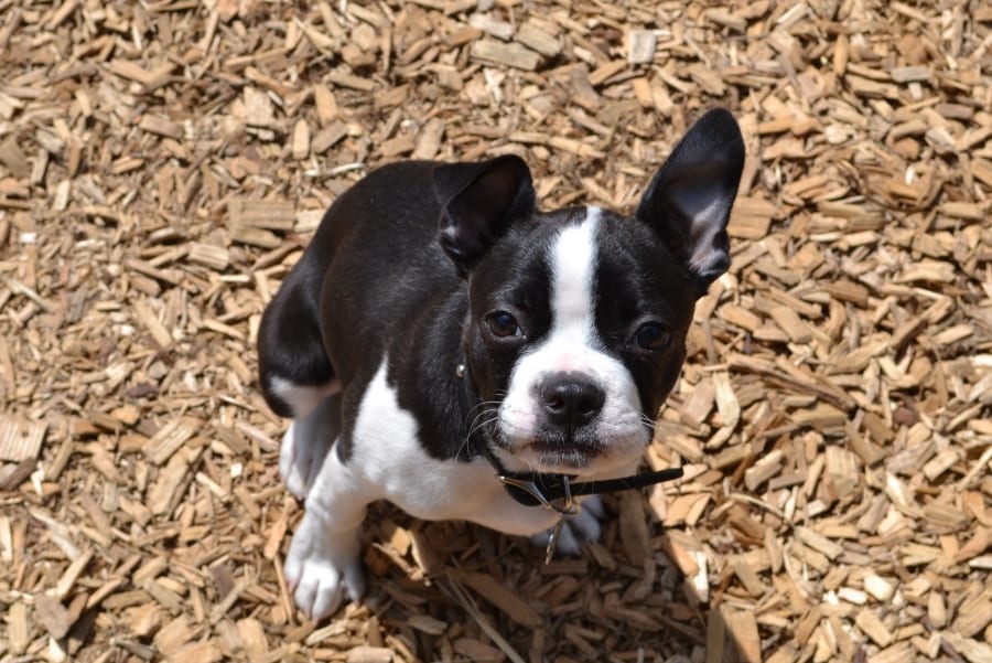 Basic manners puppy workshop