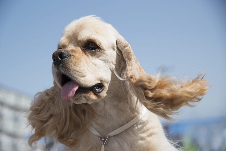 Dog Trainer | Canine Behavioral Services, Pack Method Dog Training 44 Adobestock 107024751