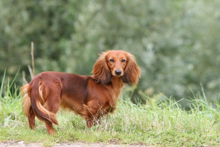 Dog Trainer | Canine Behavioral Services, Pack Method Dog Training 45 Adobestock 14005645