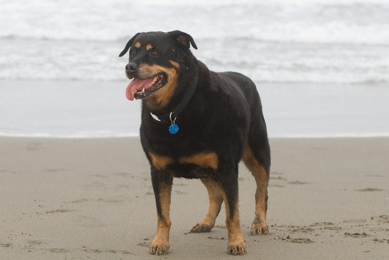 Dog Trainer | Canine Behavioral Services, Pack Method Dog Training 34 Adobestock 16922996
