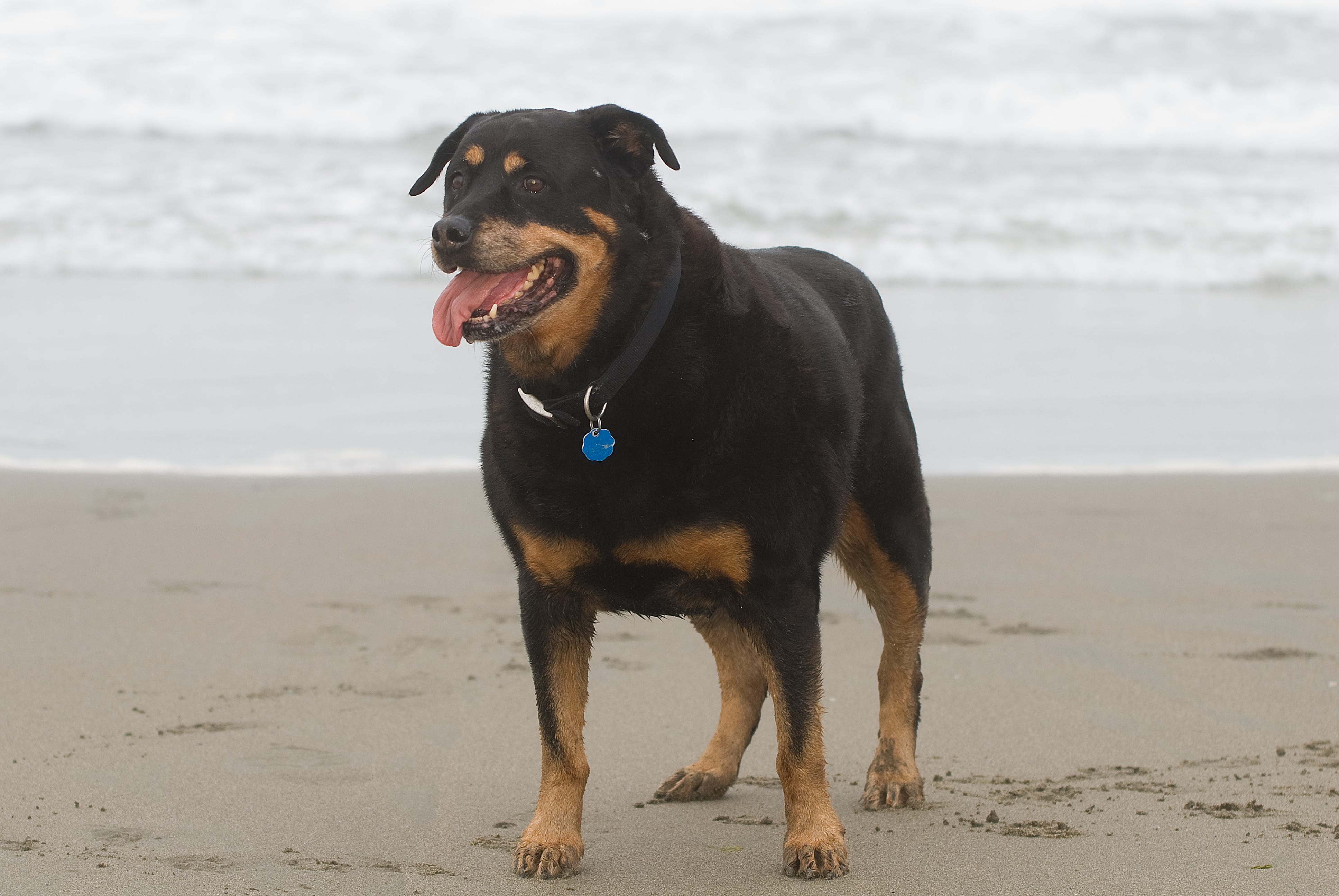 Wrangling a raucous rottie