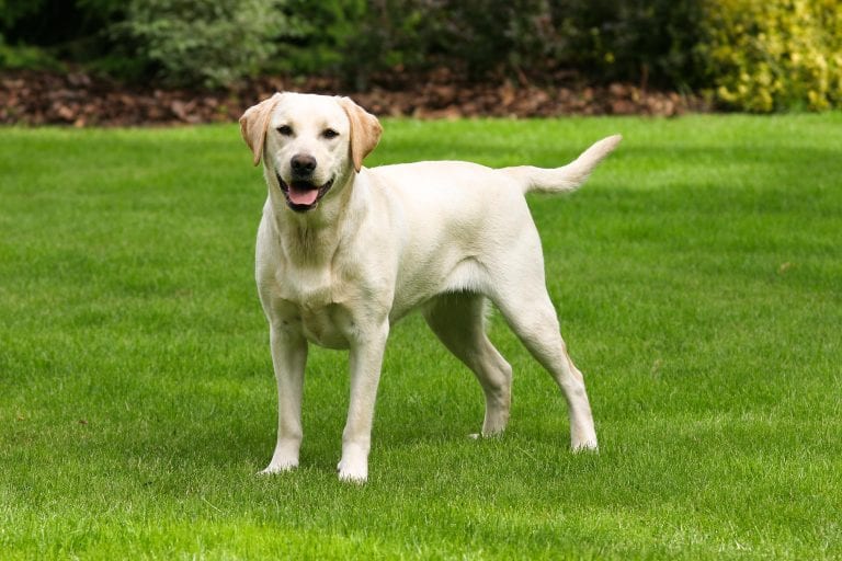 Dog Trainer | Canine Behavioral Services, Pack Method Dog Training 36 Adobestock 38031667