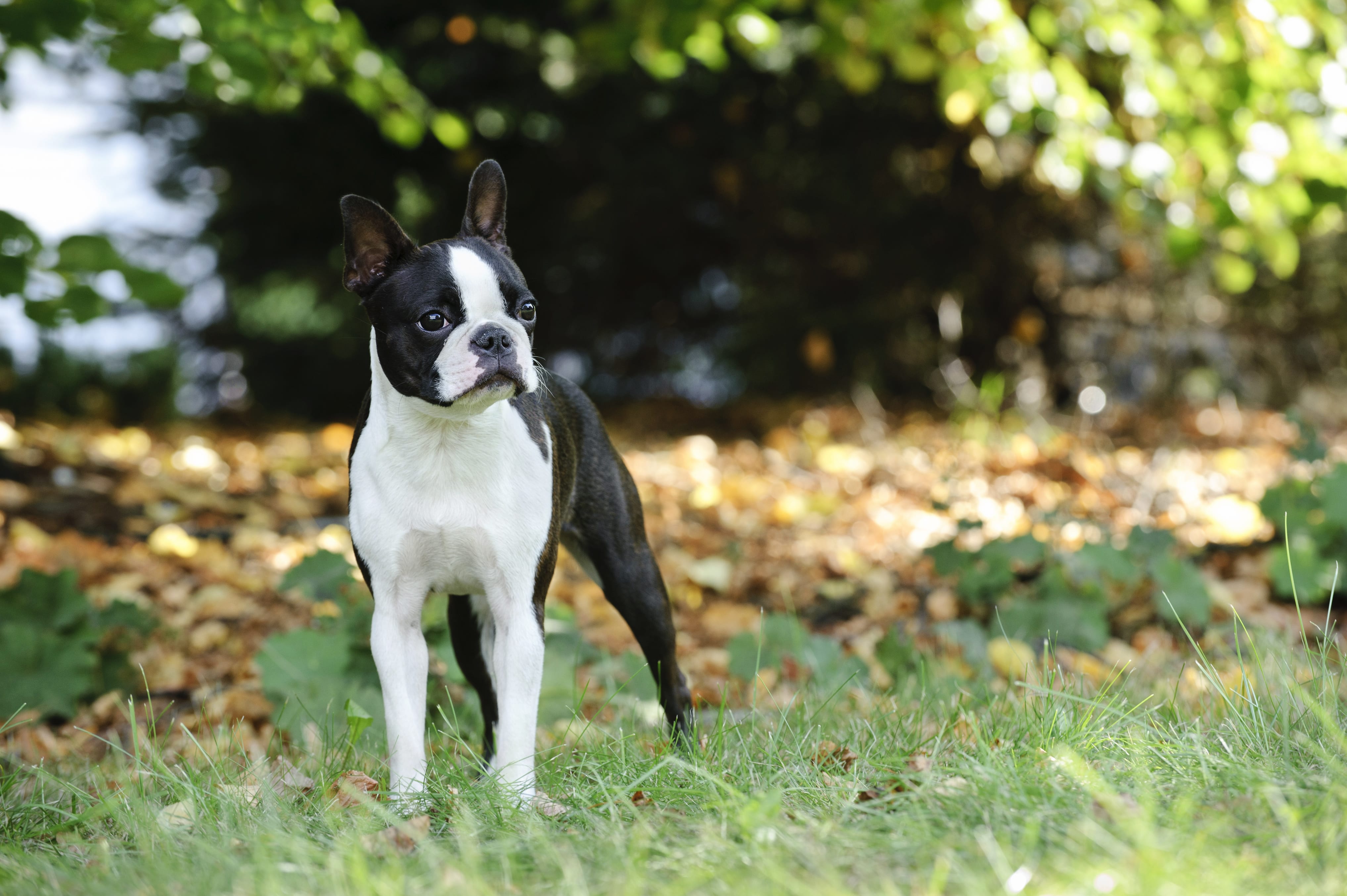 Taming a terrier's tantrums