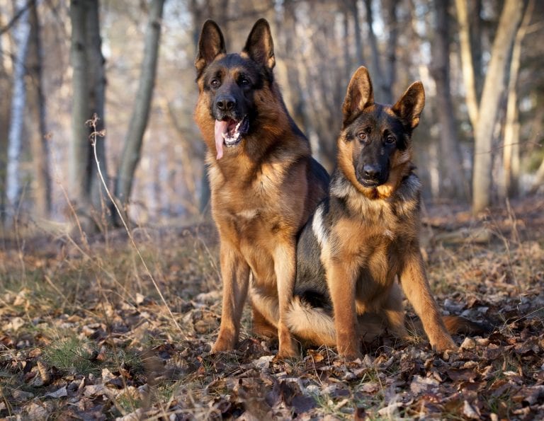 Dog Trainer | Canine Behavioral Services, Pack Method Dog Training 32 Adobestock 58524964 1