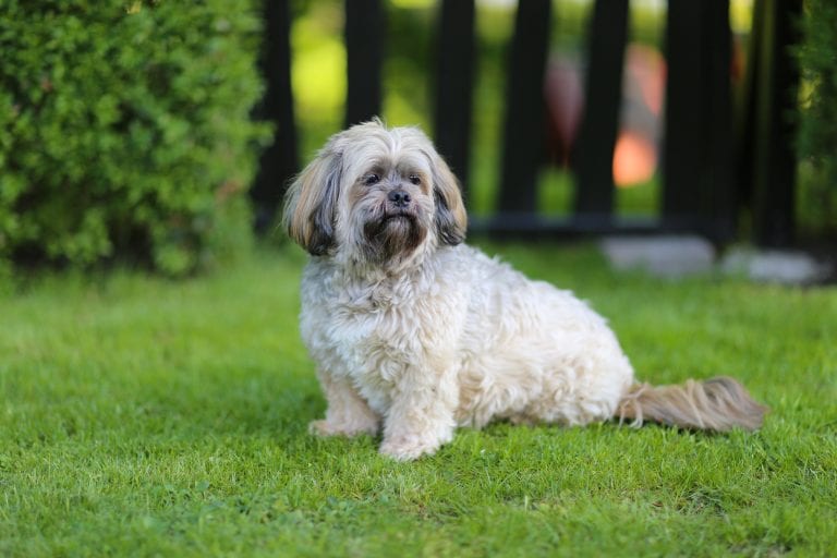 Dog Trainer | Canine Behavioral Services, Pack Method Dog Training 46 Adobestock 60213151