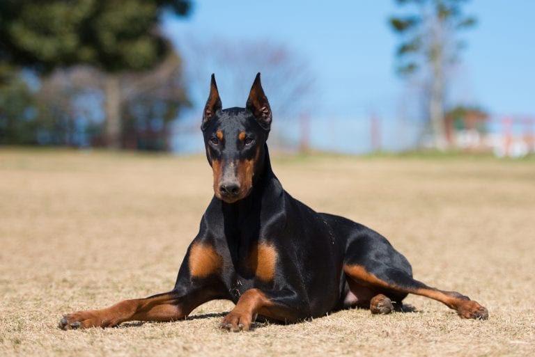 Dog Trainer | Canine Behavioral Services, Pack Method Dog Training 42 Adobestock 79085895