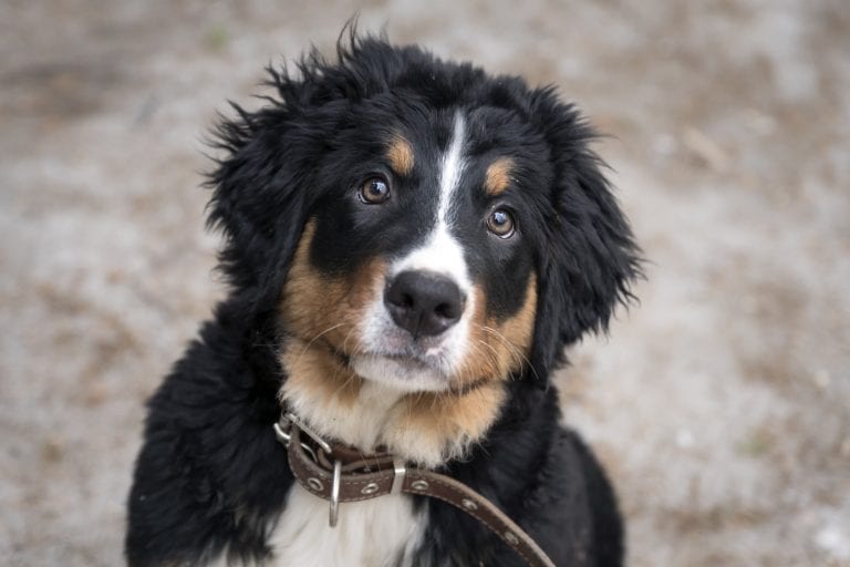 Dog Trainer | Canine Behavioral Services, Pack Method Dog Training 43 Adobestock 81820403
