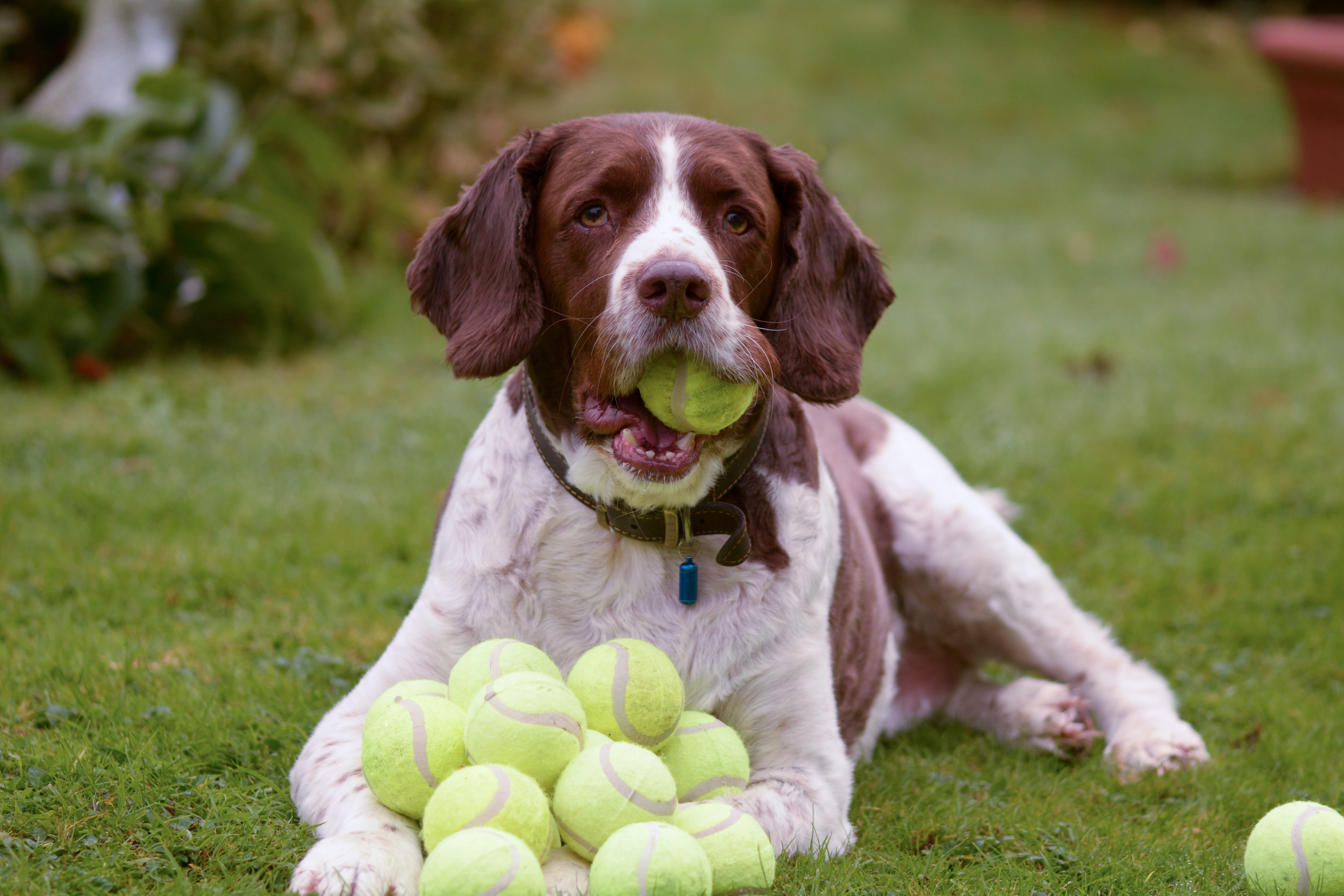 Oliver the springer