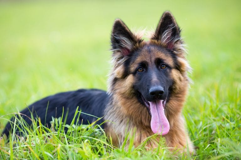 Dog Trainer | Canine Behavioral Services, Pack Method Dog Training 39 Adobestock 93373866