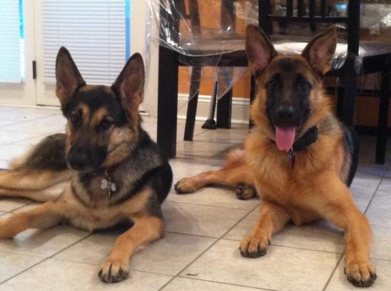 Dog Trainer | Canine Behavioral Services, Pack Method Dog Training 27 Cotter shepherds