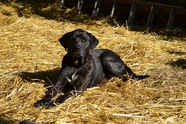 Dog Trainer | Canine Behavioral Services, Pack Method Dog Training 41 Dsc 0159