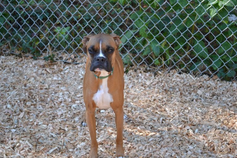 Dog Trainer | Canine Behavioral Services, Pack Method Dog Training 30 Dsc 3936