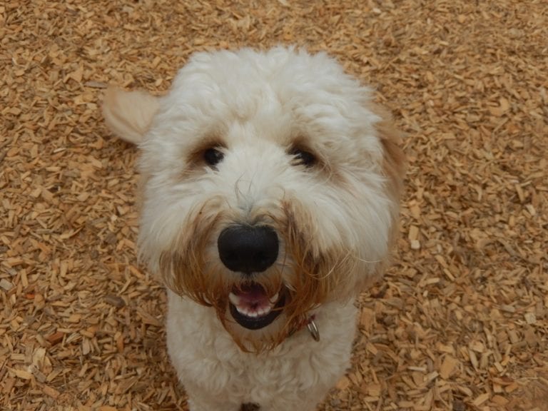 Dog Trainer | Canine Behavioral Services, Pack Method Dog Training 31 Fitz cage