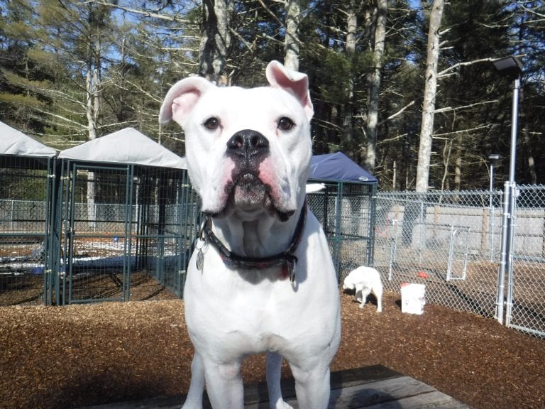 Dog Trainer | Canine Behavioral Services, Pack Method Dog Training 14 Frankie2