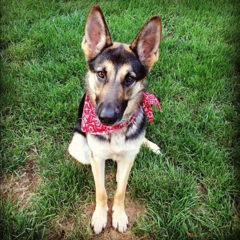 Dog Trainer | Canine Behavioral Services, Pack Method Dog Training 29 Lina