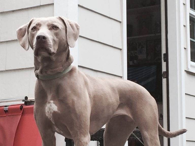 Dog Trainer | Canine Behavioral Services, Pack Method Dog Training 33 Sami