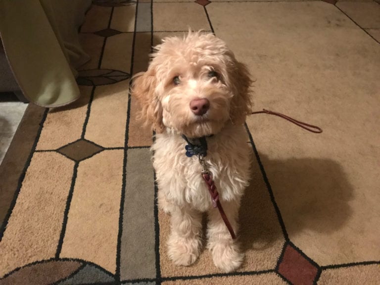 Dog Trainer | Canine Behavioral Services, Pack Method Dog Training 21 Bailey h