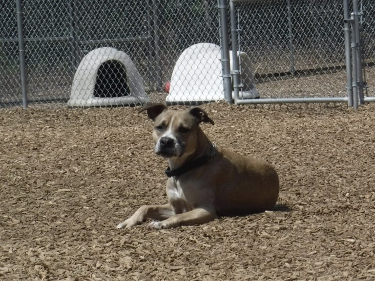 Dog Trainer | Canine Behavioral Services, Pack Method Dog Training 23 Bme4eexct92ym8vvojhznw thumb 3d85