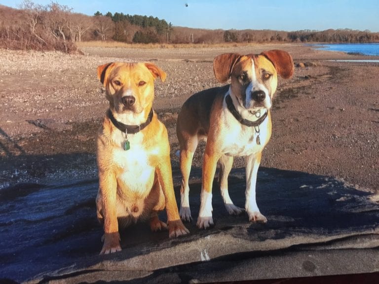 Dog Trainer | Canine Behavioral Services, Pack Method Dog Training 13 Charlie mason miller