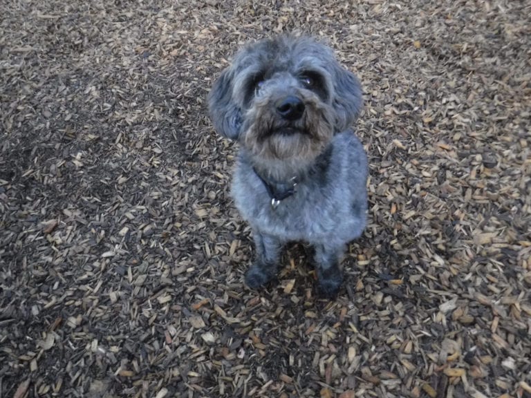 Dog Trainer | Canine Behavioral Services, Pack Method Dog Training 20 Ollie