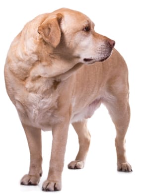 Dogchartdog2