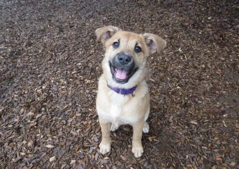 Dog Trainer | Canine Behavioral Services, Pack Method Dog Training 8 18923ca4 de5c 4e13 9cee 9add071ac49b