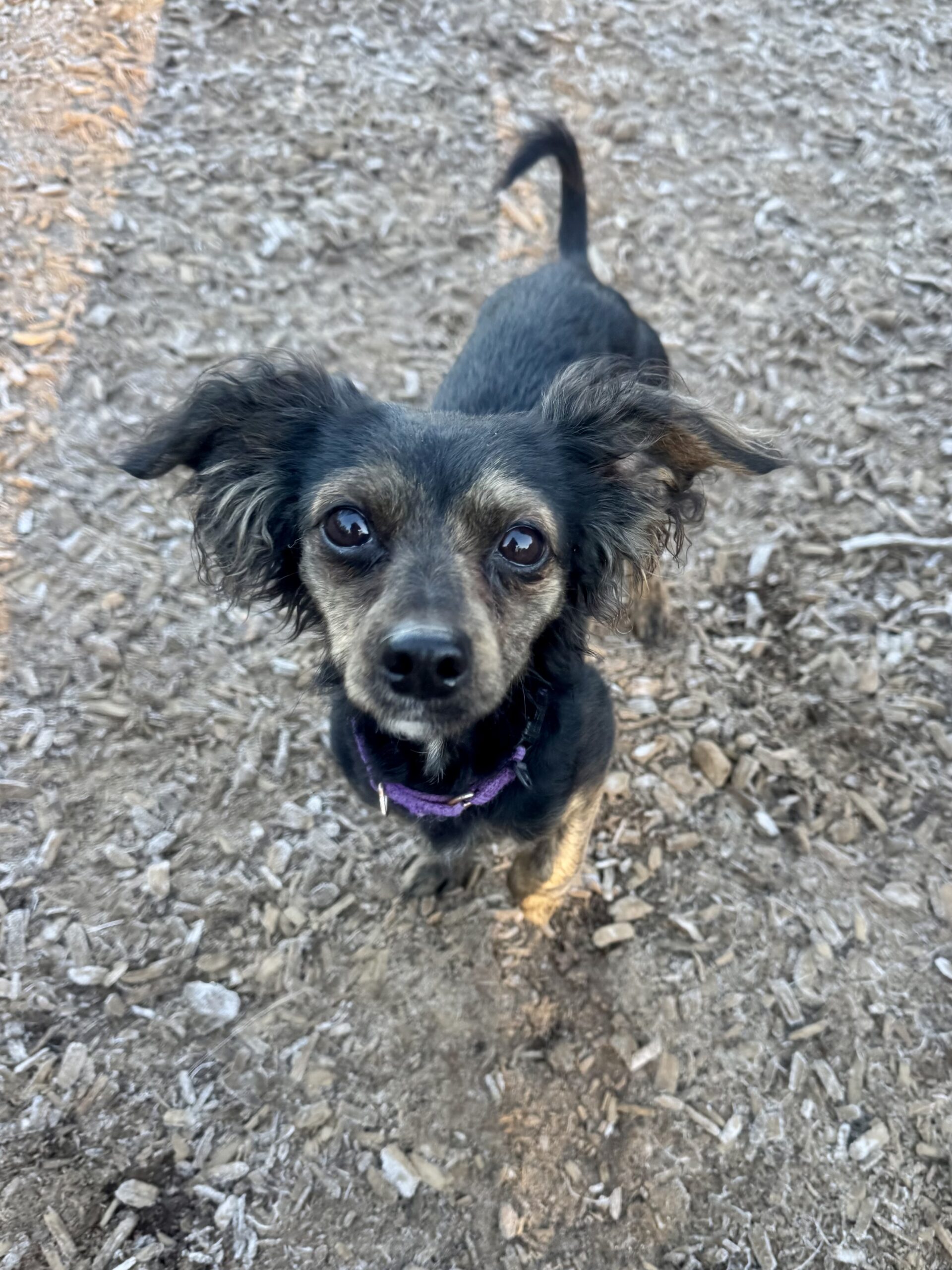 Doxie 1 Img 5702 scaled