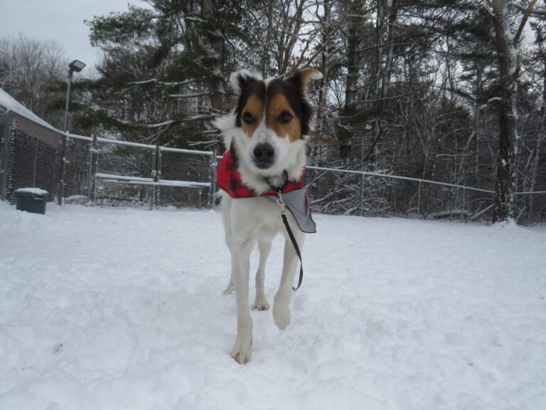 Dog Trainer | Canine Behavioral Services, Pack Method Dog Training 6 Mtp bandit