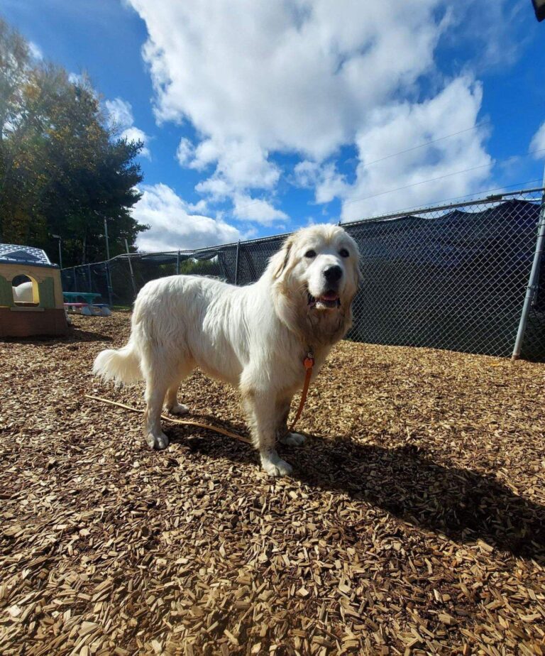 Dog Trainer | Canine Behavioral Services, Pack Method Dog Training 7 Mtp camper