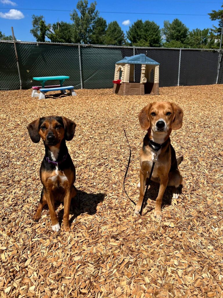 Dog Trainer | Canine Behavioral Services, Pack Method Dog Training 5 Mtp lucy linus