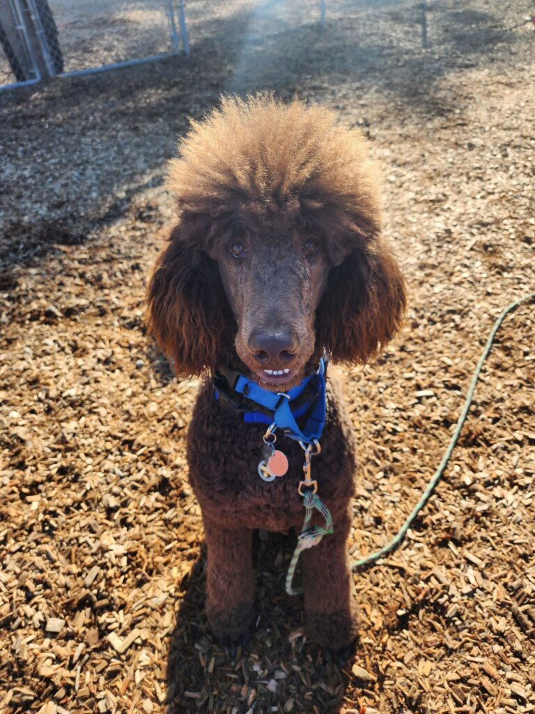 Dog Trainer | Canine Behavioral Services, Pack Method Dog Training 3 078d1b475f61622420230203 197 17tqe3d