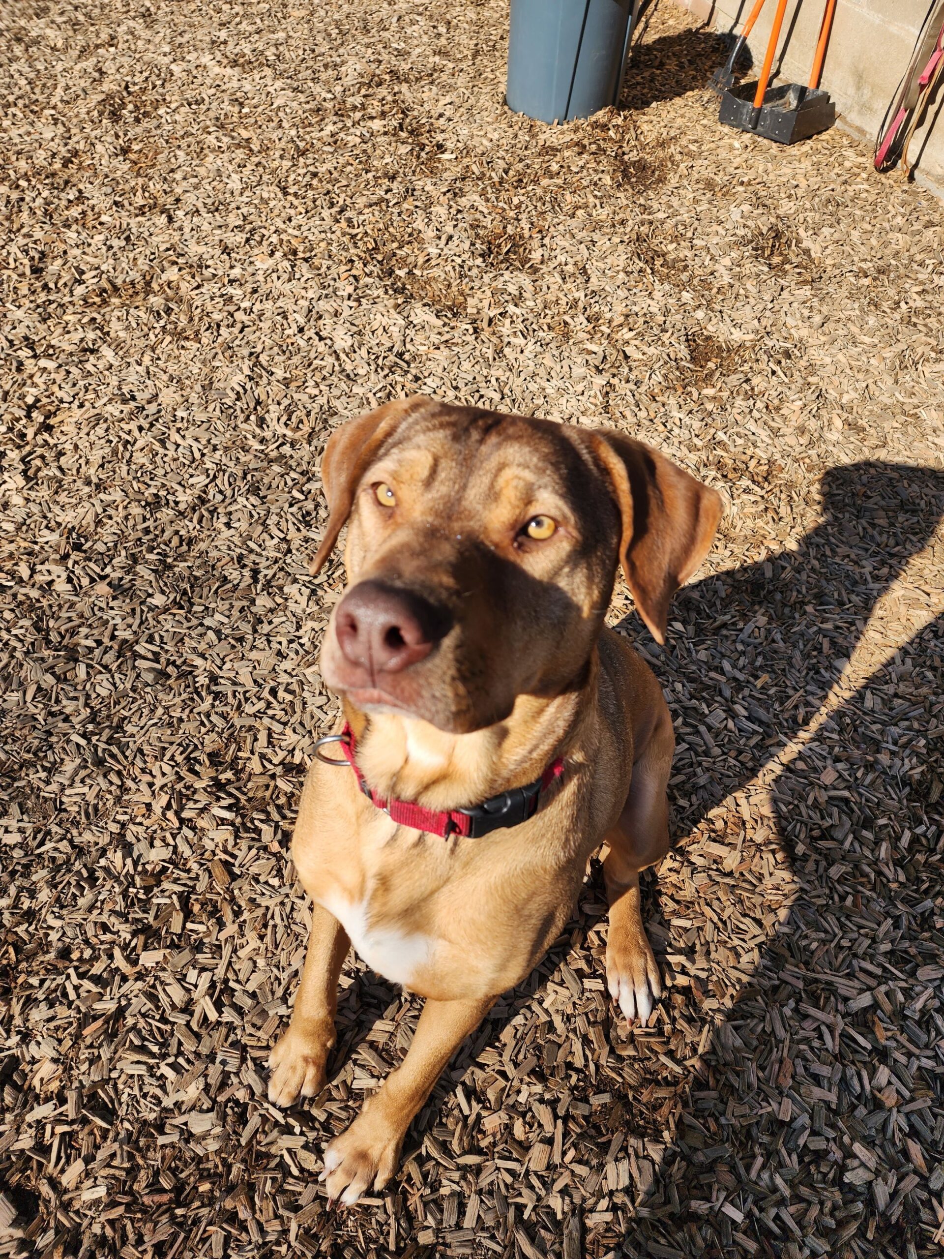 Can Hank be here? Half lab, half German shepherd? All paws : r