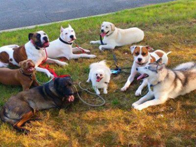 Natural dog training