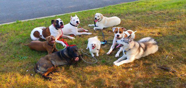 Natural dog training