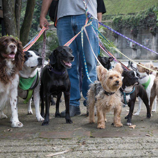 Dog behavior specialists