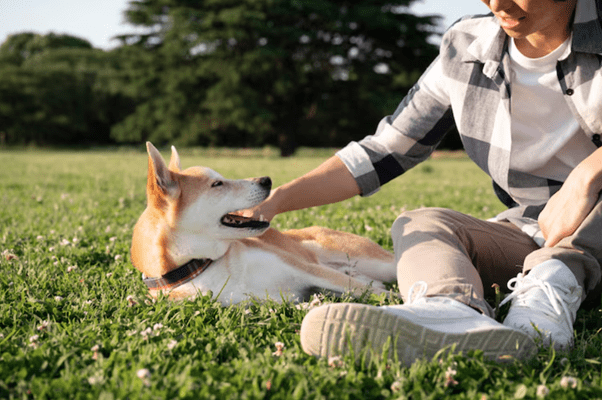 How Does A Canine Behavior Specialist Customize Programs For Each Dog’s Personality? 1 Canine behavior specialist near me