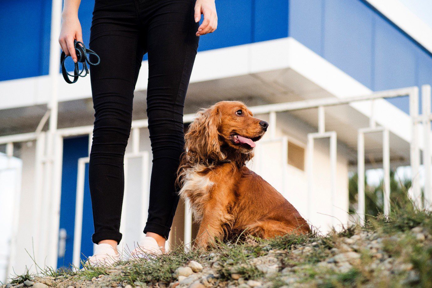 How Can Dog Behavior Specialists Turn A Reactive Dog Into A Calm Companion? 2 Dog behavior specialists