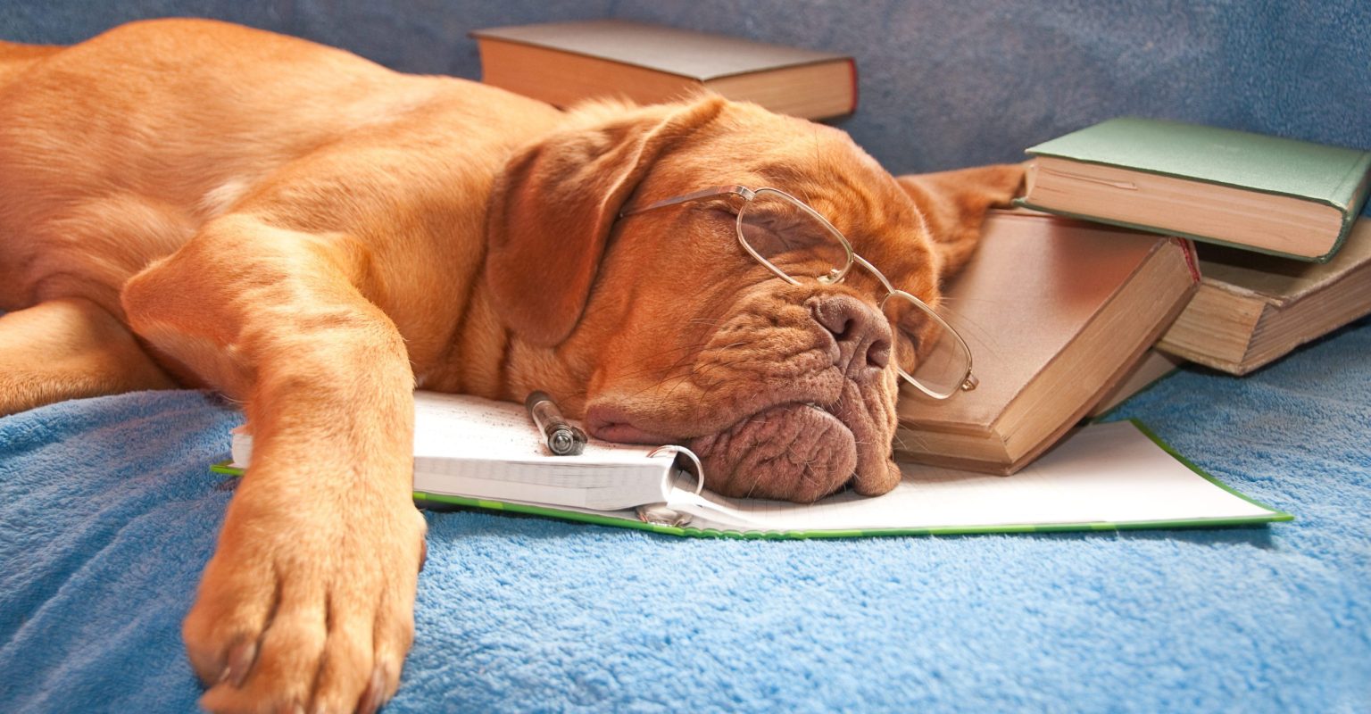Tired Dog Asleep Handsome /pretty dog asleep after hours of studying
