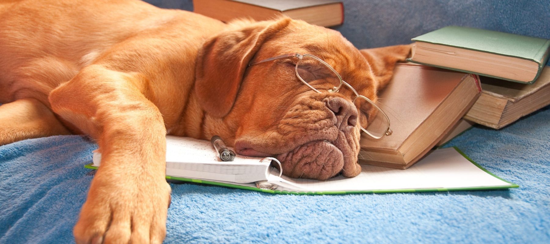 Handsome /pretty dog asleep after hours of studying