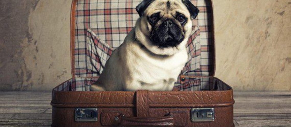 best board and train kennel